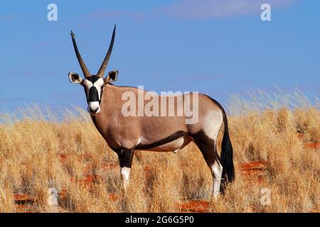 Gemsbock, beisa (Oryx gazella), steht in der Wüste, Namibia Stockfoto