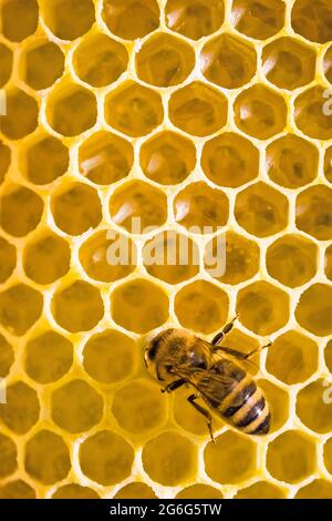 Honigbiene, Bienenstock (APIs mellifera mellifera), im Bienenstock auf einer Wabe, Blick von oben, Deutschland Stockfoto