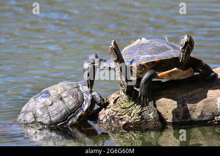 Slider, gewöhnlicher Slider, Teichgleiter, Gelbbauchschildkröte (Trachemys scripta scripta, Pseudemys scripta scripta, Chrysemys scripta scripta), zwei Stockfoto