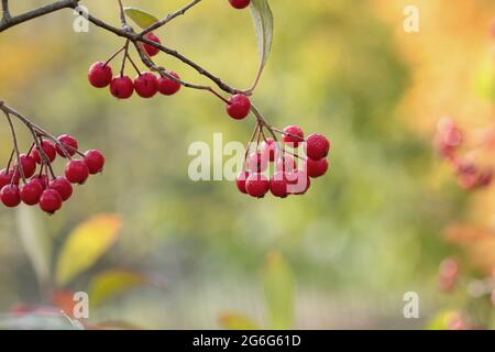 Rote Johannisbeere (Aronia arbutifolia), Beeren auf einem Zweig, Deutschland Stockfoto