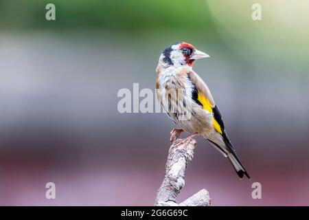 Erwachsener Goldfink Carduelis caduelis (Fringillidae), der auf Totholz mit einem unfokussierten Hintergrund steht, Northampton, England, Großbritannien. Stockfoto