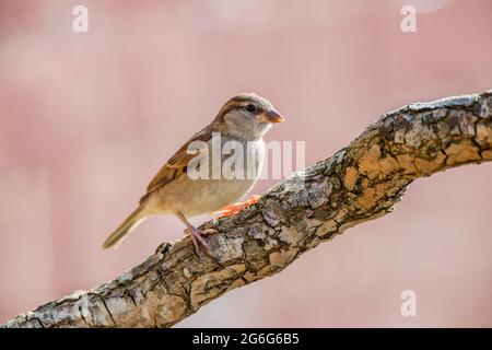 Junge weibliche Haussparrow Passer domesticus Passeridae, die auf Totholz mit einem unfokussierten Hintergrund sitzen, Northampton, England, Großbritannien. Stockfoto