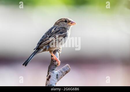 Jungmännliches Haus Sparrow Passer domesticus Passeridae, die auf Totholz mit einem unfokussierten Hintergrund sitzen, Northampton, England, Großbritannien. Stockfoto