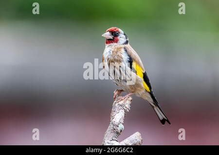 Erwachsener Goldfink Carduelis caduelis (Fringillidae), der auf Totholz mit einem unfokussierten Hintergrund steht, Northampton, England, Großbritannien. Stockfoto
