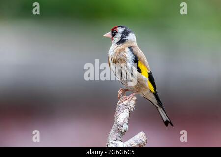 Erwachsener Goldfink Carduelis caduelis (Fringillidae), der auf Totholz mit einem unfokussierten Hintergrund steht, Northampton, England, Großbritannien. Stockfoto