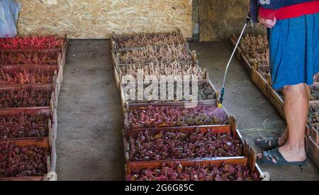 Ein Landwirt sprüht Kartoffelsamen mit einem Herbizid, bevor er sie in den Boden pflanzt. Behandlung und Schutz von Samen und Setzlingen. Insektenbekämpfung während Stockfoto