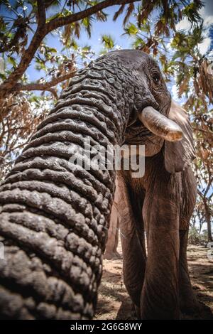 Extreme Nahaufnahme eines afrikanischen Elefanten unter Palmen. Stockfoto
