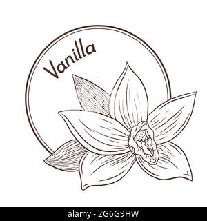 Logo und Emblem im Vintage-Stil mit Vanilleblume. Linear Style Food Logo, Emblem, Label. Gravierte Isolierte Vektorgrafik Stock Vektor