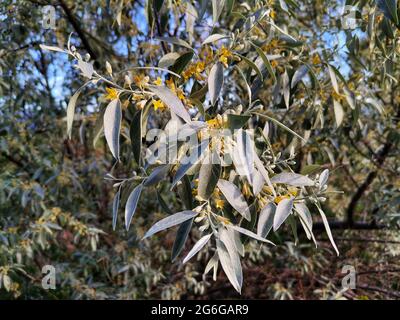 Elaeagnus Baum, Blume und Blatt. Elaeagnus Bäume im Garten. Stockfoto