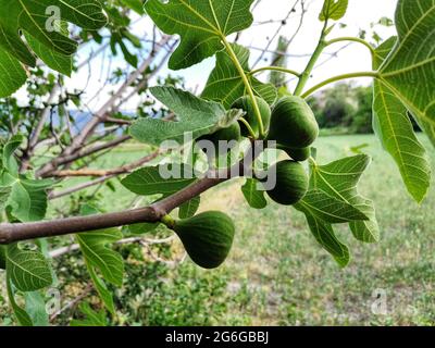 Feige auf Baumzweig. Feigenbaum und Feigenblätter. Stockfoto