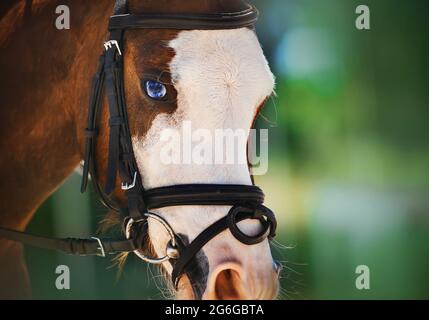 Porträt eines schönen Lorbeerpferdes mit leuchtend blauen Augen und einem Zaumzeug an der Schnauze an einem sonnigen Sommertag. Reitsport. Pferdesport. Stockfoto