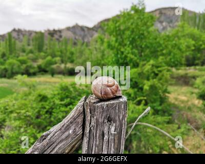 Schnecke auf dem Brett. Hintergrund im Hintergrund. Stockfoto