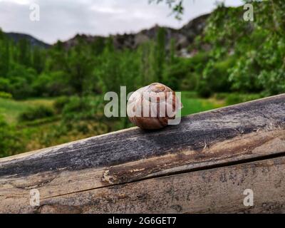 Schnecke auf dem Brett. Hintergrund im Hintergrund. Stockfoto