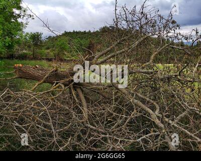 Der gefallene Baum, der gefallene Baum im Garten. Fauler Baum. Baum durch Blitz zerstört. Stockfoto