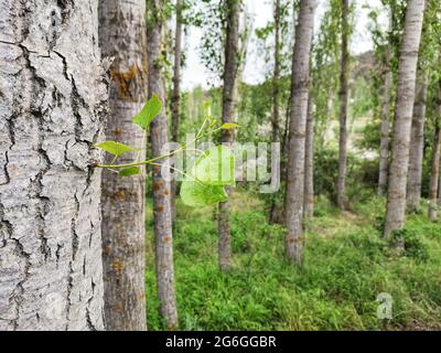 Pappelbäume. Auf dem Stamm eines Pappelbaums sapling. Stockfoto