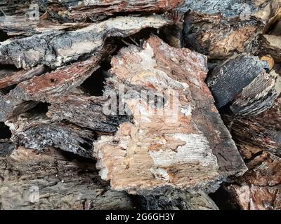Baumrinde. Muscheln vom Baum. Holzspäne, die verbrannt werden sollen. Stockfoto