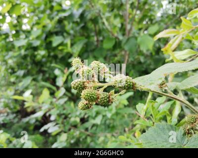 Maulbeerfrucht und Quitte Baum. Obst. Maulbeere. Stockfoto