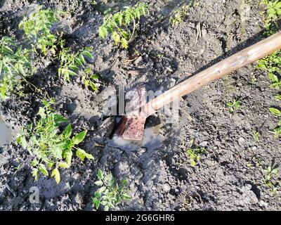 Tomatensämling. Die Tomate sapling im Garten, die Schaufel auf dem Feld. Gartenschaufel. Stockfoto