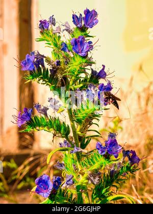 Viper's-bugloss (Echium vulgare) - ein genauerer Blick auf den teilweise verwelkten Blütenstand Stockfoto