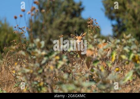 Eastern Bohor Reedbuck - Redunca redunca bohor, schöne schüchterne Antilope, die in äthiopischen Bergen, Bale-Bergen, Äthiopien endemisch ist. Stockfoto