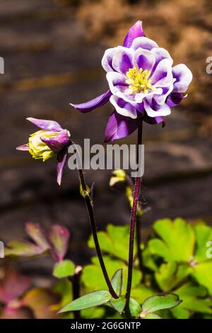 Nahaufnahme einer Aquilegia vulgaris in einem nordLondoner Frühlingsgarten, London, Großbritannien Stockfoto