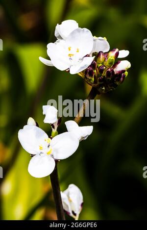 Nahaufnahme einer weißen Libertia chilensis in einem nordLondoner Frühlingsgarten, London, Großbritannien Stockfoto