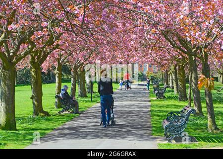 Zwei Mütter, Kinder und Kinderwagen, wandern auf alten Bäumen im öffentlichen Greenwich Park London England auf dem Parkweg unter dem Dach der Frühlingskirschenblüte Stockfoto