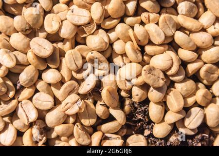 Frisch trocknende Kaffeebohnen vor dem Rösten auf einer Plantage in Costa Rica Stockfoto