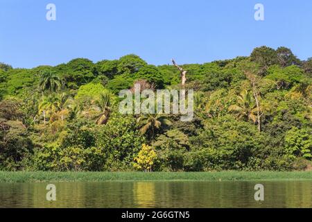 Dichter Dschungelwald entlang eines Süßwasserflusses im Tortogero National Park, Limon, Costa Rica Stockfoto