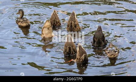 Gruppe von Stockenten, auch Wildenten, Anas platyrhynchos, Tellern und Füttern im Wasser, Deutschland Stockfoto