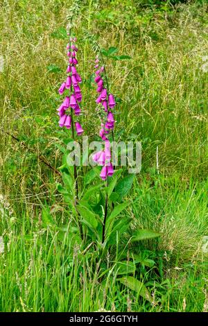 Nahaufnahme eines gewöhnlichen Fuchshandschuhs oder Digitalis purpurea eine Blume aus der Familie der Plantaginaceae, die in Europa, Asien und Afrika gefunden wird. Stockfoto