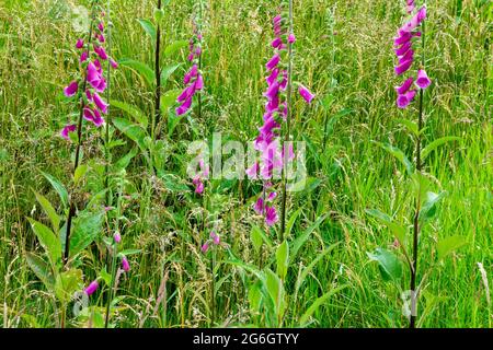 Nahaufnahme eines gewöhnlichen Fuchshandschuhs oder Digitalis purpurea eine Blume aus der Familie der Plantaginaceae, die in Europa, Asien und Afrika gefunden wird. Stockfoto