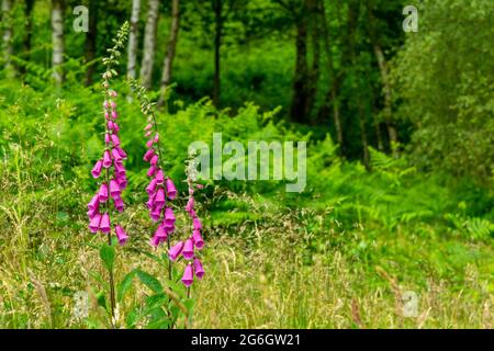 Nahaufnahme eines gewöhnlichen Fuchshandschuhs oder Digitalis purpurea eine Blume aus der Familie der Plantaginaceae, die in Europa, Asien und Afrika gefunden wird. Stockfoto
