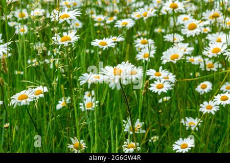 Leucanthemum vulgare oder Ochsenblütler auch bekannt als Hundsblütler oder Mondblütler, die häufig auf Wiesen und Weiden anzutreffen sind. Stockfoto