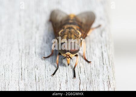 Dark Giant Horse Fly oder Pferdefliegen (Tabanus sudeticus) weiblich - Stirling, Schottland, UK Stockfoto