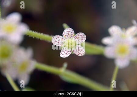 Weiß/Dotty Red Saxifraga 'Doctor Clay' (Paniculata) Blumen, die im Alpenhaus im RHS Garden Harlow Carr, Harrogate, Yorkshire, England, Großbritannien, angebaut werden. Stockfoto