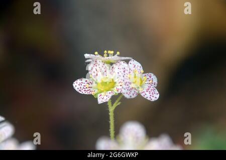 Weiß/Dotty Red Saxifraga 'Doctor Clay' (Paniculata) Blumen, die im Alpenhaus im RHS Garden Harlow Carr, Harrogate, Yorkshire, England, Großbritannien, angebaut werden. Stockfoto