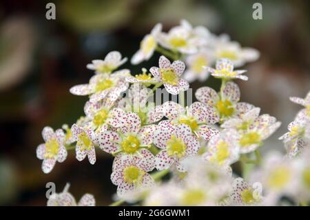 Weiß/Dotty Red Saxifraga 'Doctor Clay' (Paniculata) Blumen, die im Alpenhaus im RHS Garden Harlow Carr, Harrogate, Yorkshire, England, Großbritannien, angebaut werden. Stockfoto