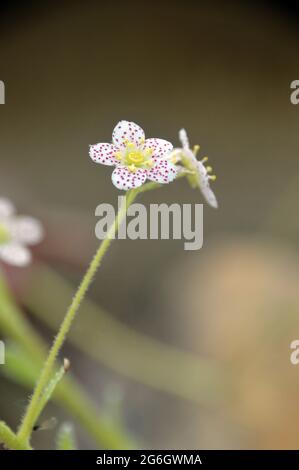 Weiß/Dotty Red Saxifraga 'Doctor Clay' (Paniculata) Blumen, die im Alpenhaus im RHS Garden Harlow Carr, Harrogate, Yorkshire, England, Großbritannien, angebaut werden. Stockfoto