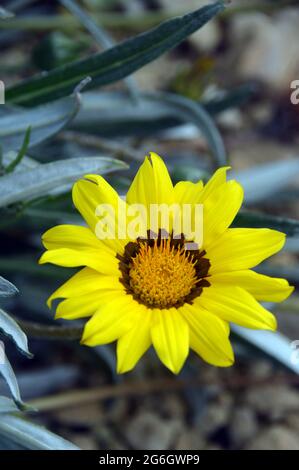 Yellow Gazania linearis 'Colorado Gold' (Schatzblume) wird im Alpenhaus im RHS Garden Harlow Carr, Harrogate, Yorkshire, England, Großbritannien, angebaut. Stockfoto