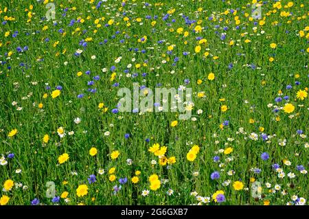 Wildblumenwiese, Nord norfolk, england Stockfoto