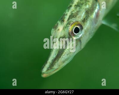 Junger Hecht (Esox lucius) sehr neugierig, Nordrhein-Westfalen, Deutschland Stockfoto