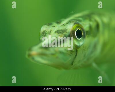 Junger Hecht (Esox lucius) sehr neugierig, Nordrhein-Westfalen, Deutschland Stockfoto