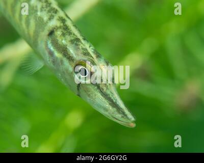 Junger Hecht (Esox lucius) sehr neugierig, Nordrhein-Westfalen, Deutschland Stockfoto