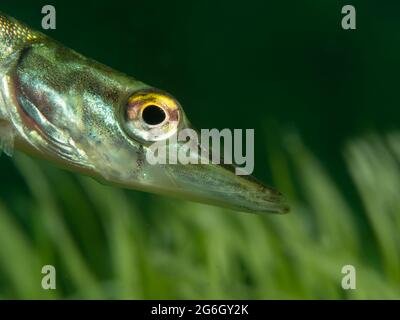 Junger Hecht (Esox lucius) sehr neugierig, Nordrhein-Westfalen, Deutschland Stockfoto