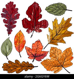Vektorzeichnungen. Sammlung von bunten Herbstblättern isoliert auf weißem Hintergrund. Blätter mit Aquarellstruktur Stock Vektor