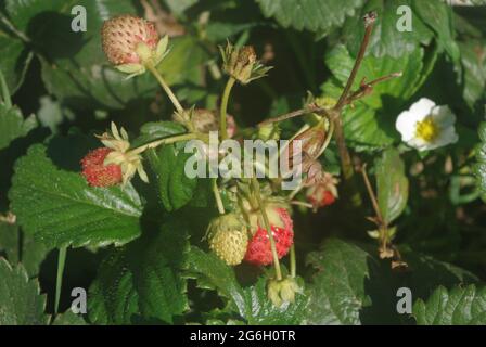 Fragaria vesca, gemeinhin als WaldErdbeere, WaldErdbeere, Alpenerdbeere, Karpaten-Erdbeere, Europäische Erdbeere bezeichnet Stockfoto