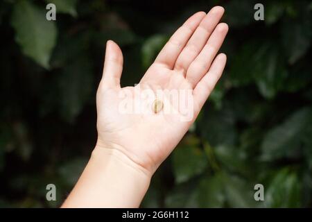 Weiße und rohe Kaffeebohne auf der Handfläche. Die Kaffeebohne liegt in der offenen Handfläche. Angebaut auf einer Öko-Farm in Kolumbien. Stockfoto