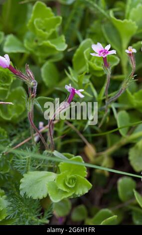 PHLOX SUBULATA schleichendes Phlox Stockfoto