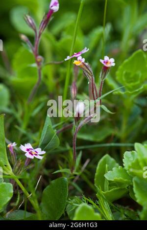PHLOX SUBULATA schleichendes Phlox Stockfoto
